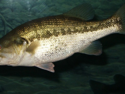 Largemouth bass