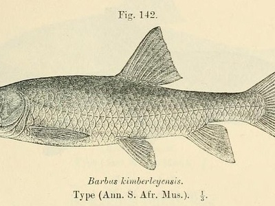 Largemouth Yellowfish