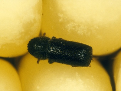 Larger Grain Borer