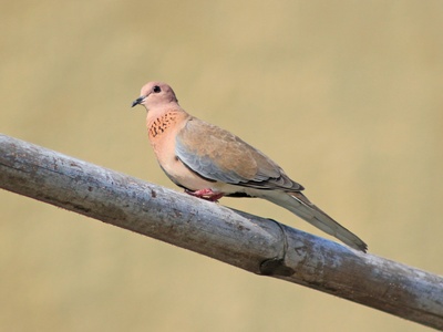 Laughing Dove