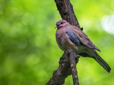 Laughing Dove