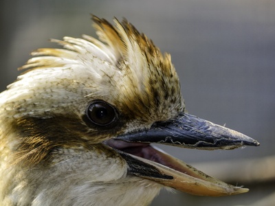 Laughing Kookaburra