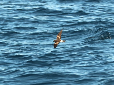 Leach's Petrel