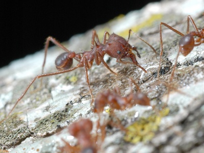 Leafcutter Ant