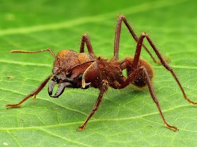 Leafcutter Ant