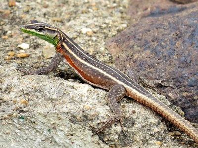 Lebombo Flat Lizard