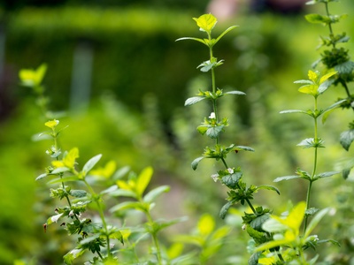 Lemon balm