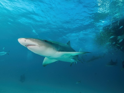 Lemon Shark