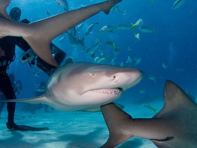 Lemon shark