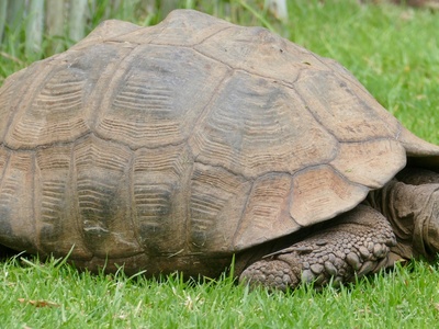 Leopard tortoise
