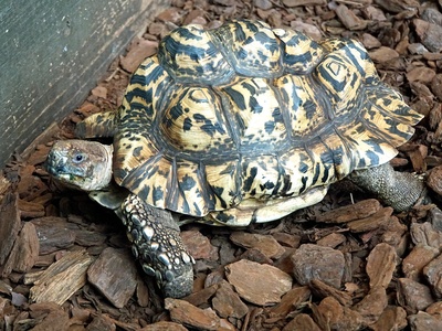 Leopard Tortoise