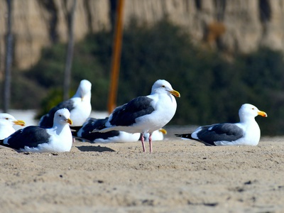 Lesser Black-backed Gull