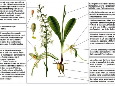 Lesser butterfly-orchid