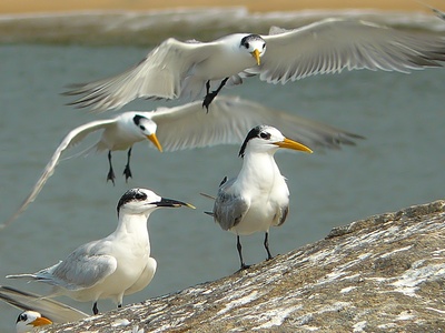 Lesser Crested Tern