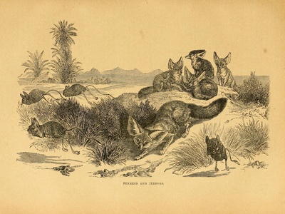 Lesser Egyptian jerboa