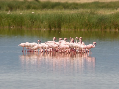 Lesser flamingo