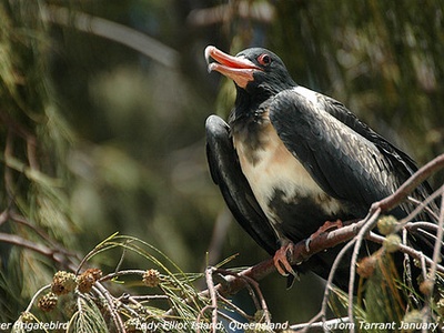 Lesser Frigatebird
