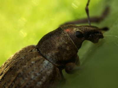 Lesser Mealworm Beetle
