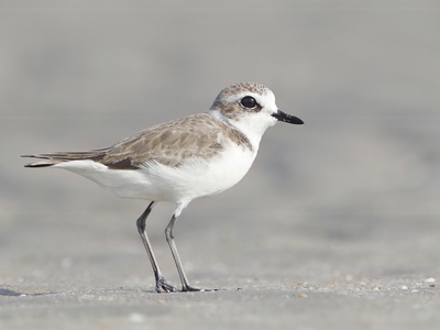 Lesser Sand Plover
