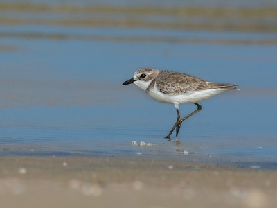 Lesser Sand Plover
