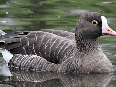 Lesser White-fronted Goose