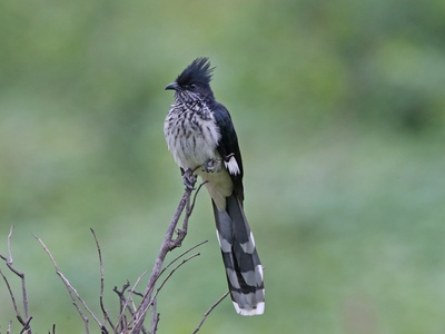 Levaillant's Cuckoo