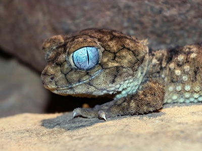 Levantine Frog-eyed Gecko