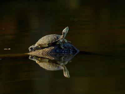 Levantine pond turtle