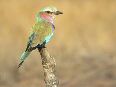 Lilac-breasted Roller