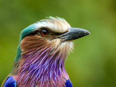 Lilac-breasted roller