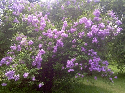 Lilac