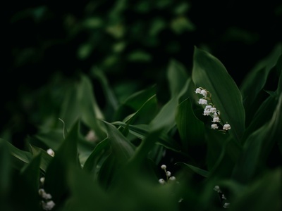 Lily-of-the-valley