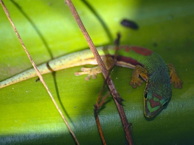 Lined Day Gecko