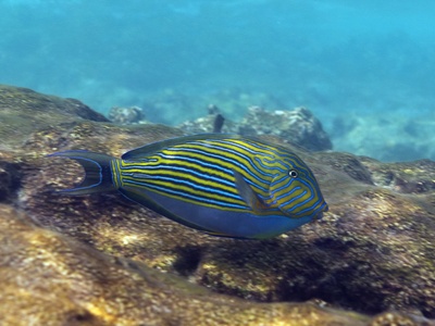 Lined surgeonfish