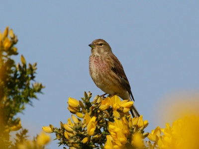 Linnet