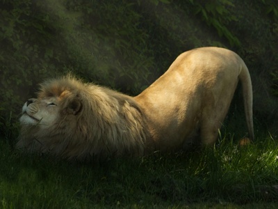 Lion (extirpated)