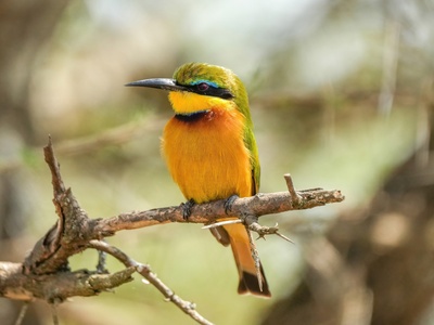 Little Bee-eater
