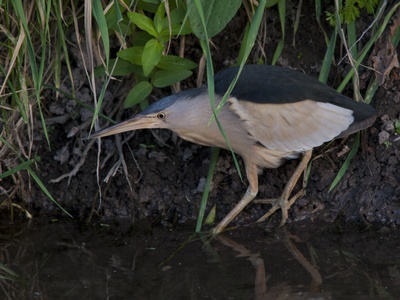 Little Bittern