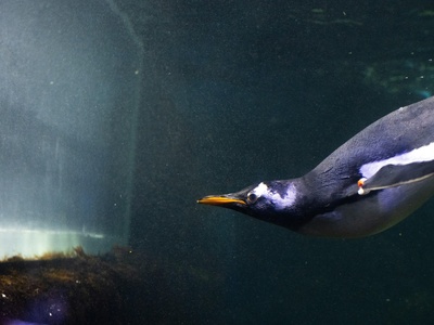 Little Blue Penguin