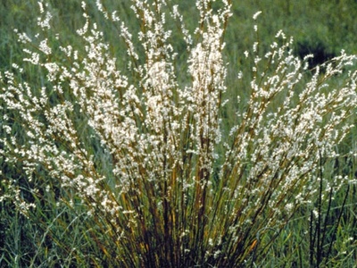 Little Bluestem