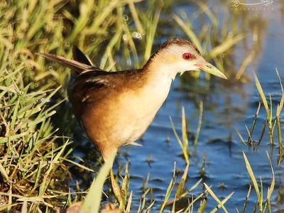 Little Crake