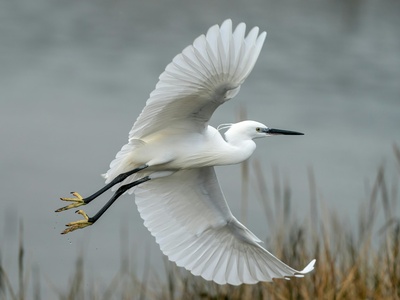 Little egret