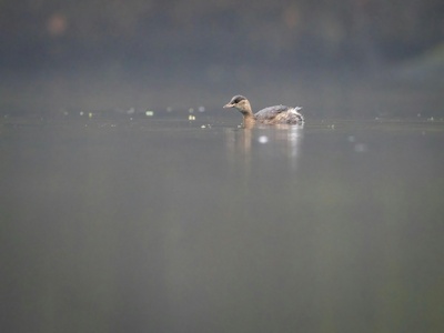 Little Grebe