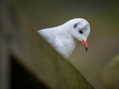 Little Gull