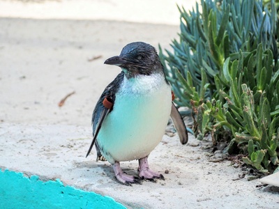 Little penguin