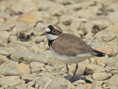 Little Ringed Plover