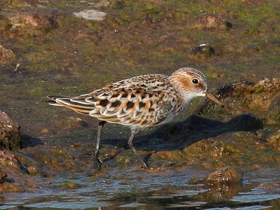 Little Stint