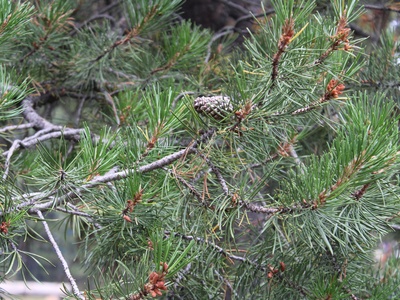 Lodgepole Pine