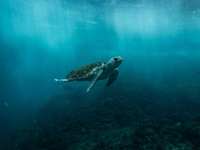 Loggerhead Sea Turtle