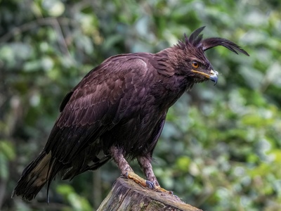 Long-crested Eagle